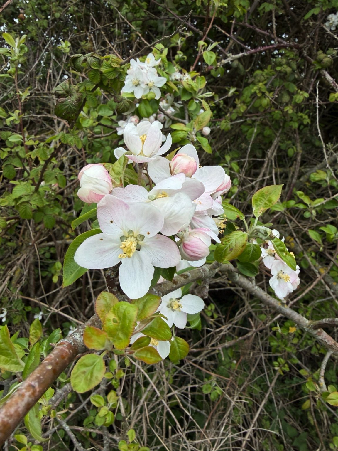 Blossom growing in a local hedgerow