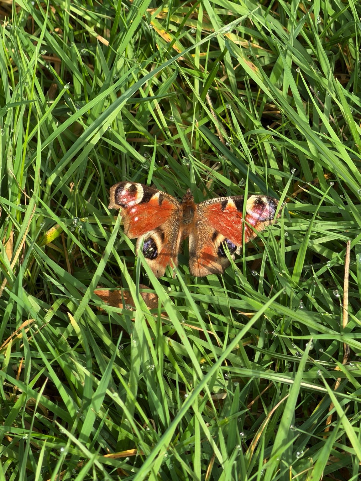 Butterfly in grass at Woodlands