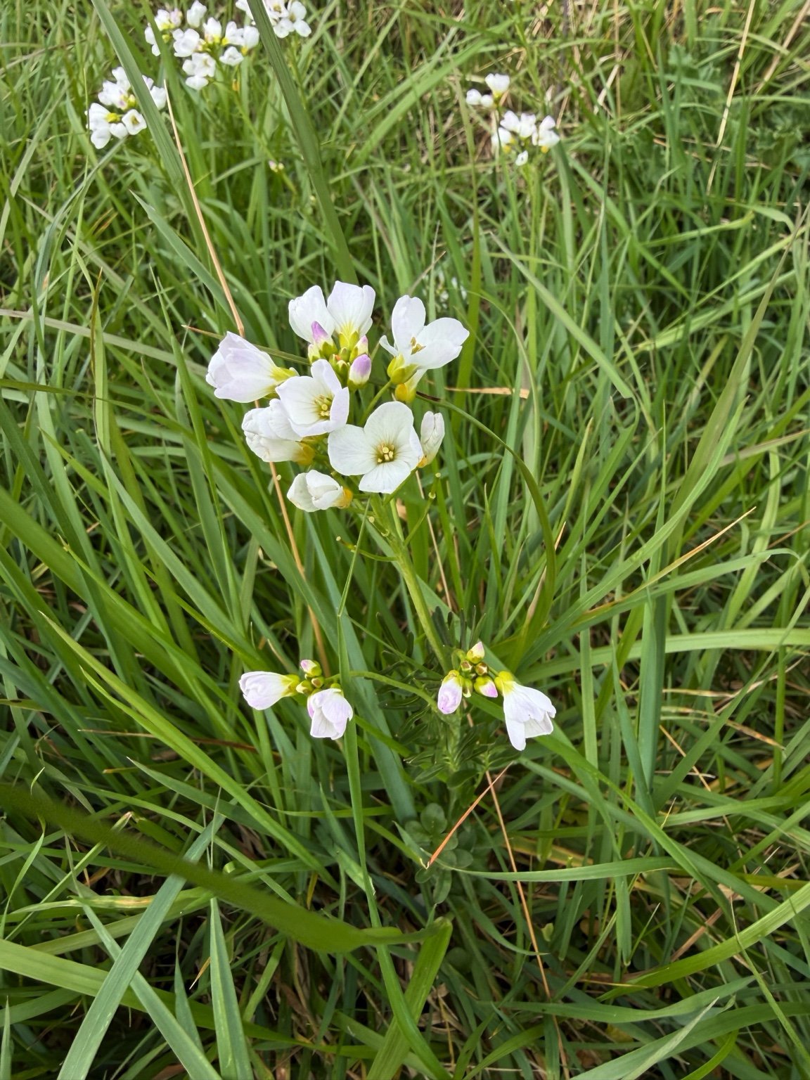 Wild flowers growing in grassland